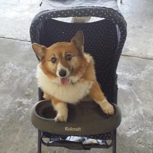 Meet your Posher, Ann